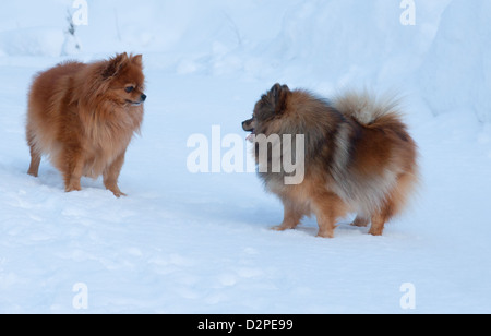 Hund im Schnee spielen Stockfoto