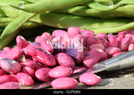 Stangenbohnen bereit für die Zubereitung mit peeling, Messer und ein Haufen von rosa Samen bereits geschält Stockfoto