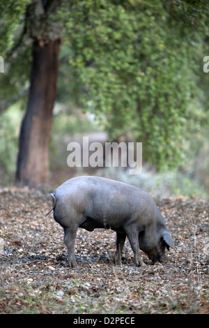 Iberischen schwarzen Schwein Stockfoto