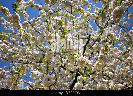 Berlin, Deutschland, Kirsche mit weißen Blüten Stockfoto