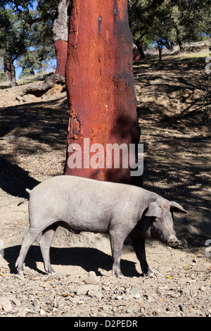 Iberischen schwarzen Schwein Stockfoto