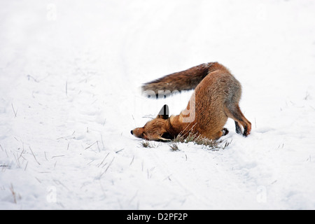 Rotfuchs (Vulpes Vulpes) markiert Territorium durch Reiben Duftdrüsen im Schnee im winter Stockfoto