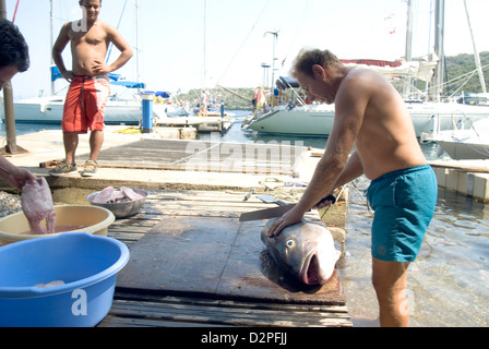 Männern bereitet frisch gefangen Albacore Thunfisch Fisch zubereitet Schnitt bis Stockfoto