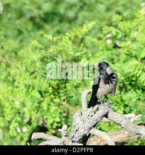 Ein Kapuzen Krähen (Corvus Cornix - manchmal genannt Hoodiecrow) stehen auf Ast im Sommer. Stockfoto