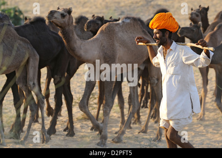 Kamel Herder Wandern mit Kamelen in Richtung Pushkar Camel Fair Stockfoto