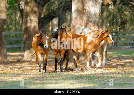 Vier kleine Welsh pony Stuten suchen Schatten unter einem großen Baum. Stockfoto