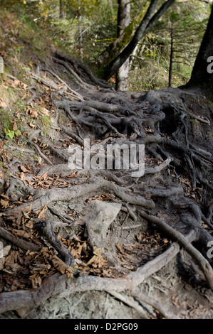 Bonndorf, Deutschland, Baumwurzeln in der Wutachschlucht Stockfoto