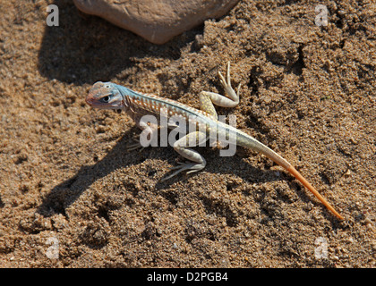 Die Grandidier Madagaskar Swift, unterschieden Grandidieri, Opluridae, Iguania, Squamata. Anakao, Süd-Madagaskar, Afrika. Stockfoto