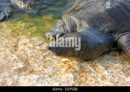 Trionyx triunguis Stockfoto