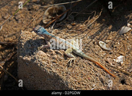 Die Grandidier Madagaskar Swift, unterschieden Grandidieri, Opluridae, Iguania, Squamata. Anakao, Süd-Madagaskar, Afrika. Stockfoto