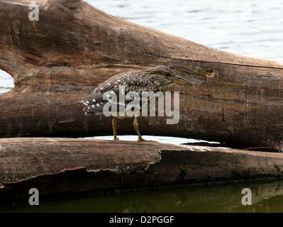 Unreife schwarz gekrönt-Nachtreiher, Nycticorax Nycticorax, Ardeidae. Tsarasaotra Park, Antananarivo, Madagaskar. Auch bekannt als Black-Krone Stockfoto