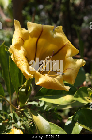 Tasse Gold Rebe, Solandra Maxima, Solandreae, Solanaceae. Süden der USA, Mexiko, Mittelamerika, Karibik, Südamerika. Stockfoto