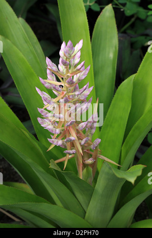 Rosa und weiße Bromelie, Achmea SP., Bromeliaceae. Tropisches Südamerika. Stockfoto