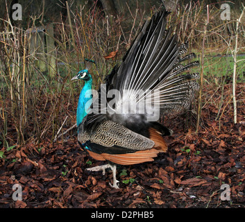 Porträt von einem indischen Pfauen (Pfau - Pavo Cristatus) mit Federn aufstehen Stockfoto