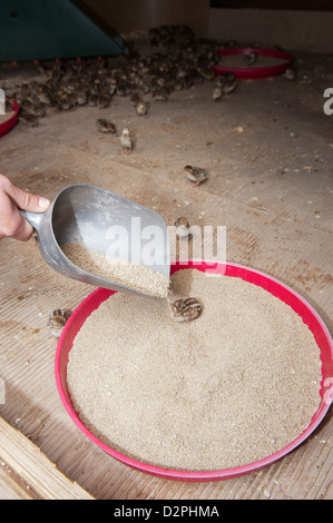 Füttern Tag alt Fasan Küken in einem Aufzucht Schuppen auf einem Schießstand. Stockfoto