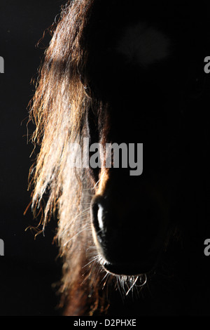 Werl, Deutschland, in der Welsh Pony-Porträt Stockfoto