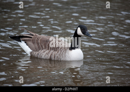 Kanadagans Branta Canadensis, in der Nähe von Åndalsnes im Fluss Rauma, Tal Romsdalen, Møre Og Romsdal, Norwegen. Stockfoto