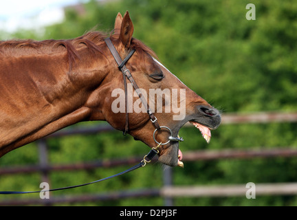 Gernsheim, Deutschland, gähnt ein Pferd Stockfoto