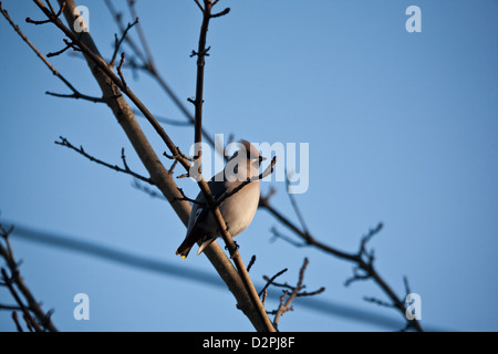 Bohemian Waxwing, Bombycilla garrulus, in einem Baum an Krapfoss in Moss, Østfold fylke, Norwegen. Stockfoto