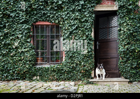 Hund stehen vor Haus bedeckt von Efeu Stockfoto