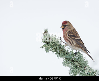 Männliche weniger Redpoll. (Zuchtjahr Cabaret) Auf Flechten Winter thront. Vereinigtes Königreich. Stockfoto