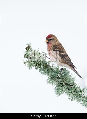 Männliche weniger Redpoll. (Zuchtjahr Cabaret) Thront auf Flechten. Winter. UK Stockfoto