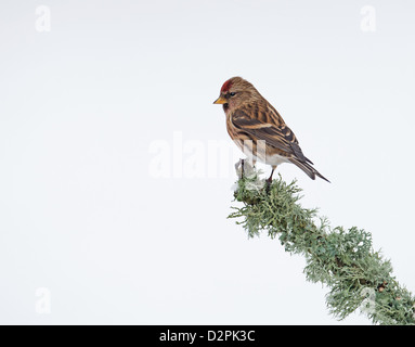 Männliche weniger Redpoll. (Zuchtjahr Cabaret) Auf Lichen.Winter thront. UK Stockfoto