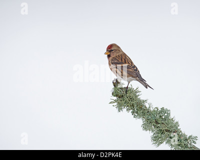 Männliche weniger Redpoll. (Zuchtjahr Cabaret) Thront auf Flechten. Winter. UK Stockfoto