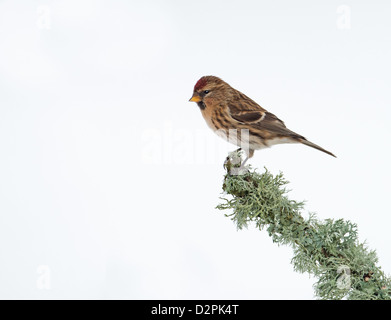 Männliche weniger Redpoll. (Zuchtjahr Cabaret) Thront auf Flechten. Winter. UK Stockfoto