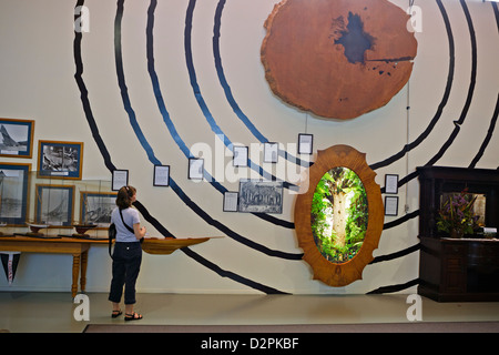 Wand-Display zeigt die Größe Anzeige Alter von Kauri-Bäumen, Matakohe Kauri Museum, Matakohe, Nordinsel, Neuseeland. Stockfoto