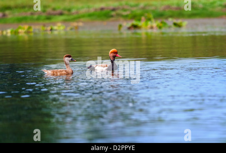 Zwei rot-crested Netta, wandernde, Vogel, Diving Duck, Rhodonessa Rufina, Schwimmen im Wasser, kopieren Raum Stockfoto