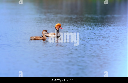 Rot-crested Netta, wandernde, Vogel, Diving Duck, Rhodonessa Rufina, Schwimmen im Wasser, kopieren Raum Stockfoto