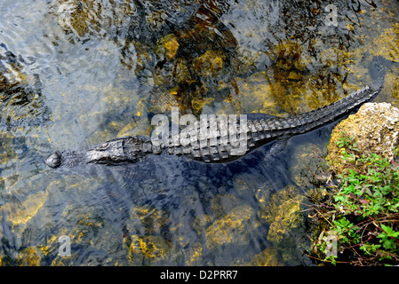 Ein Krokodil in einem flachen Teich. Big Cypress National Preserve, Florida, USA. Stockfoto