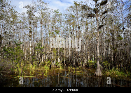 Kahle Zypressenwald an der Big Cypress National Preserve, Florida, USA. Stockfoto