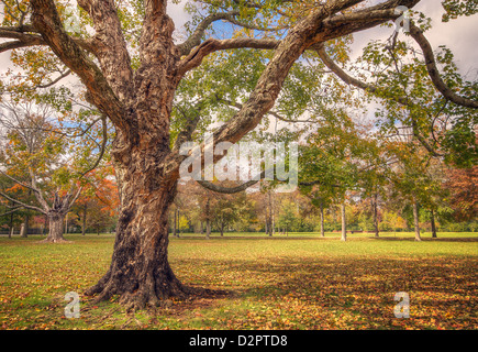 Einem großen alten Eiche in einem Park im Herbst Stockfoto