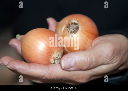 Gelbe Zwiebeln angebaut und geerntet ein familiär geführtes Bio-Bauernhof auf die Hand einer Frau angezeigt Stockfoto