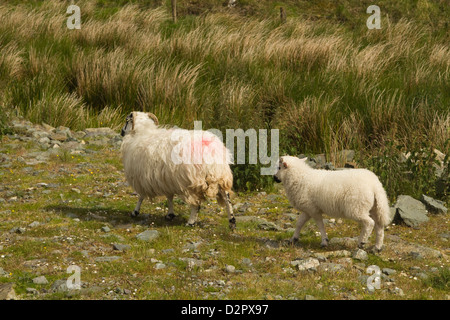 Schafe in einem Nationalpark Killarney Nationalpark, Killarney, County Kerry, Irland Stockfoto