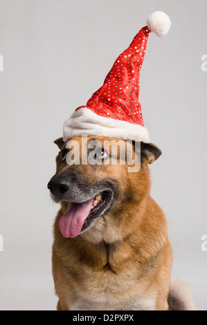 Deutscher Schäferhund mit Santa Hut Stockfoto