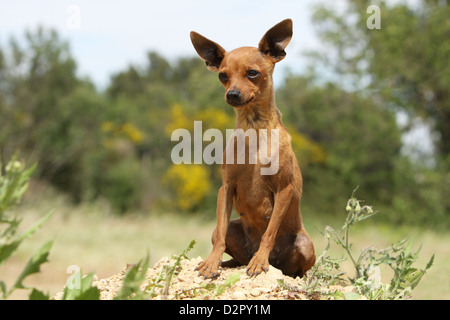 Prazsky Krysarik Hund / Prager Rattler / Ratier de Prague Erwachsenen sitzen auf dem Boden Stockfoto