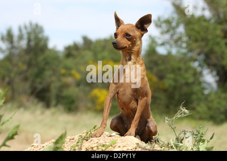 Prazsky Krysarik Hund / Prager Rattler / Ratier de Prague Erwachsenen sitzen auf dem Boden Stockfoto