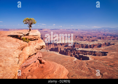 Grand View Point Overlook und Wacholder Baum, Insel im Himmel, Canyonlands National Park, Utah, USA Stockfoto