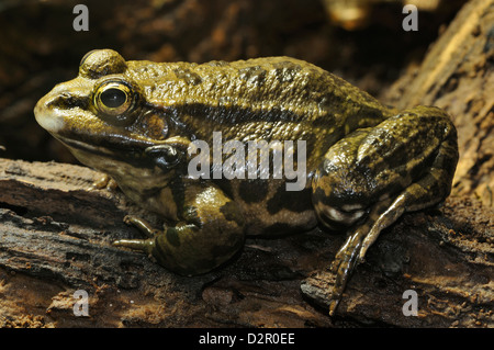 Seefrosch - außer Ridibundus auf Baumstamm Stockfoto