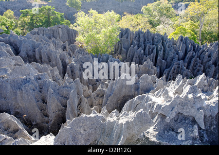 Strikte Naturschutzgebiet Tsingy de Bemaraha, in der Nähe der Westküste in Melaky Region, Madagaskar Stockfoto