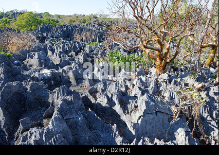 Strikte Naturschutzgebiet Tsingy de Bemaraha, in der Nähe der Westküste in Melaky Region, Madagaskar Stockfoto