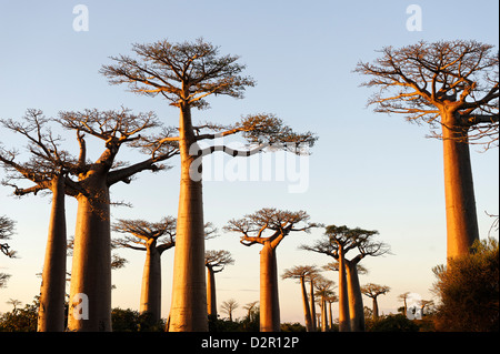 Die Allée des Baobabs, eine Gruppe von Baobab-Bäume, die entlang der Straße zwischen Morondava und Belon'i Tsiribihina, Madagaskar Stockfoto