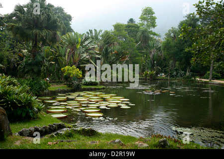 Jardim Botanico (Botanischer Garten), Rio De Janeiro, Brasilien, Südamerika Stockfoto