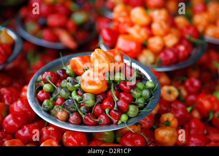 Paprika in Sao Joaquim Markt, (Salvador de Bahia), Salvador Bahia, Brasilien, Südamerika Stockfoto