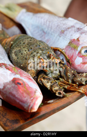 Frisch gefangenen Fisch, Porto Seguro, Bahia, Brasilien, Südamerika Stockfoto