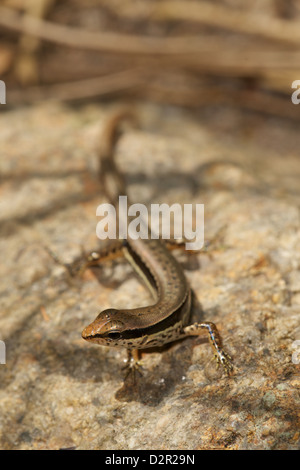 Wald-Skink (Sphenomorphus Maculatus) im Chaloem Phrakiat Thai Prachan National Park, Ratchaburi, Thailand entdeckt. Stockfoto