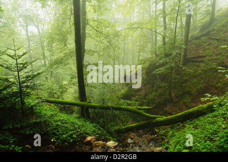 Schwarzwald im Nebel, in der Nähe von Wehr, Baden-Wurttemberg, Deutschland, Europa Stockfoto